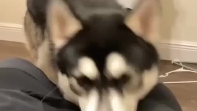 Funny Dog🐶