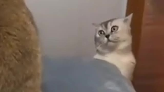 Funny Cat