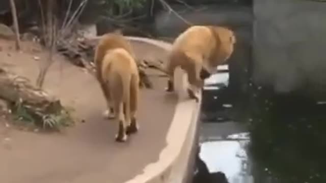 Animal funny video