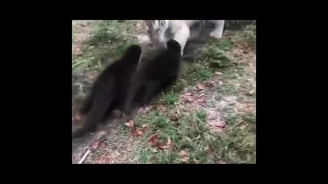small animals playing together