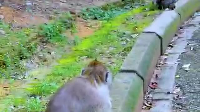 So Smart and Happy Baby Monkey Tyson playing alone