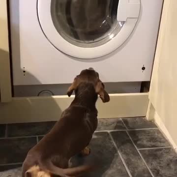 Perro espera pacientemente que su oso de peluche salga del secarropas