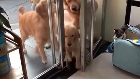 #Funny puppy videos#dogs funny