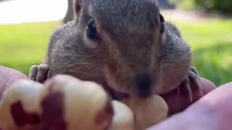 Called the squirrel to give food and she came running and started eating