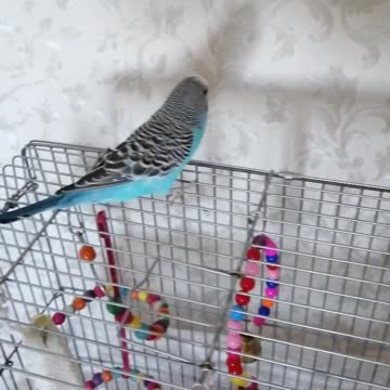 A beautiful parrot flies around the room.