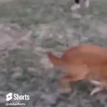 Lamine Yamal is better than I Imagined!