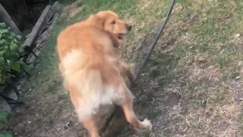 Dog is shaking on a garden hose