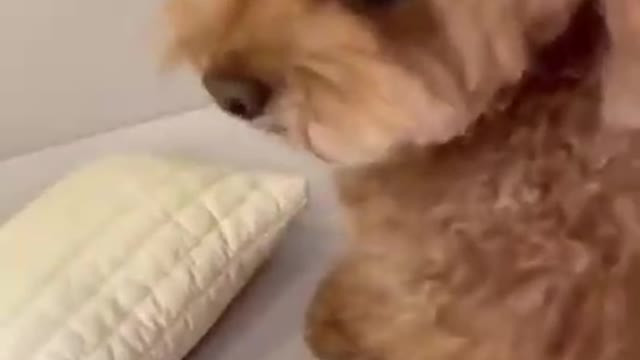 They are so cute dogs. I love them so much.🐱🐶