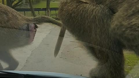 Baboons wrecking my car