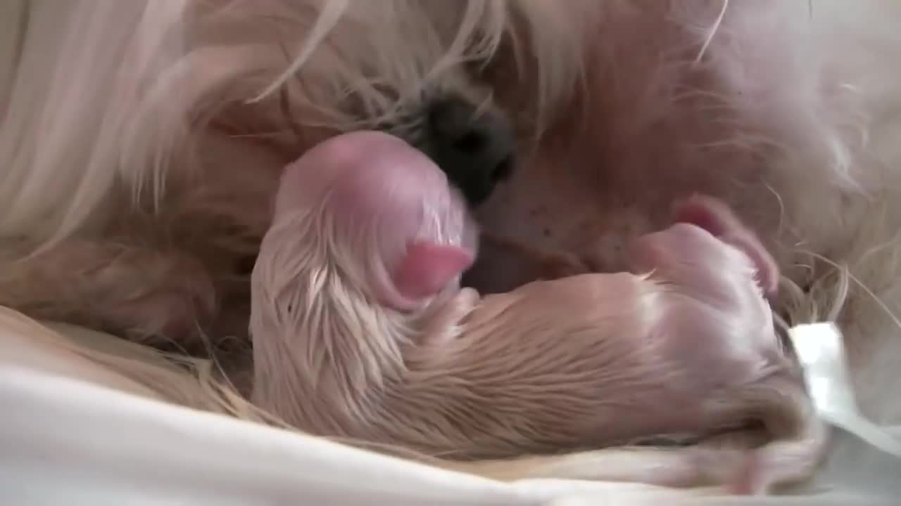 Puppy’s Breech Delivery