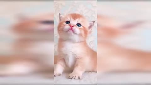 Cute kitten V.3