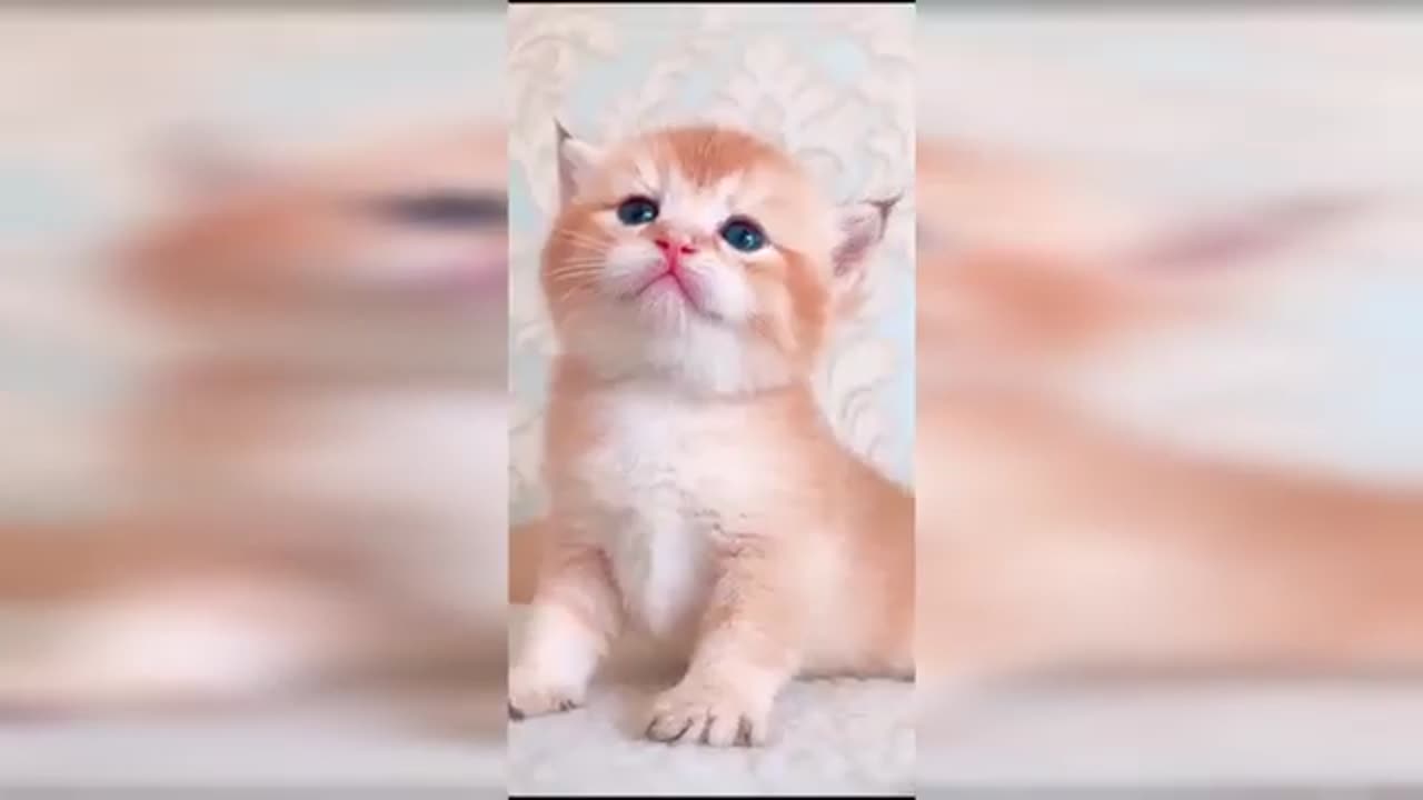 Cute kitten V.3