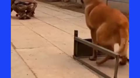 Dog treating video