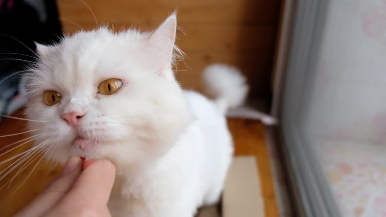 Beautiful and funny cats 2021