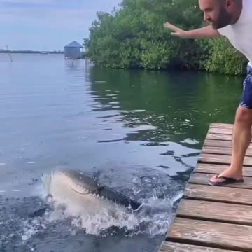 Big fish eating small fish