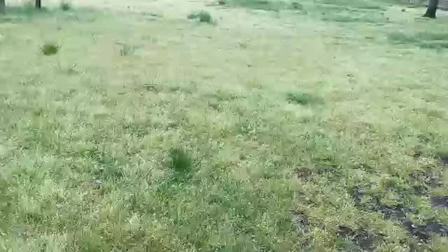 Dog Fight (German shepherd & Pitbull)