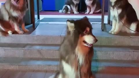 Funny dog don