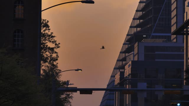 Cars on an avenue of a big city during sunset.