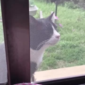 "Laughing Paws: Hilarious Cat Capers!"