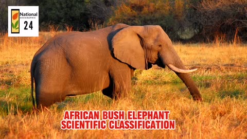 African Bush Elephant Scientific Classification | National Geographic 24