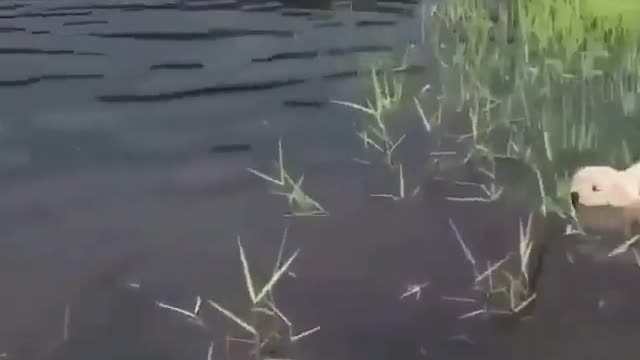 These rare golden fuzzy wagging machines learn to swim. Best day yet