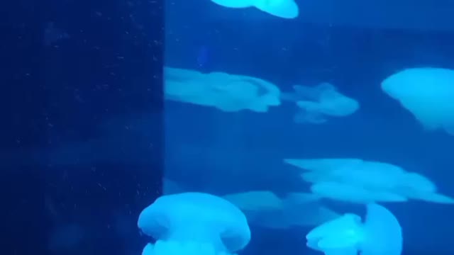 jelly fish AUSTRALIA