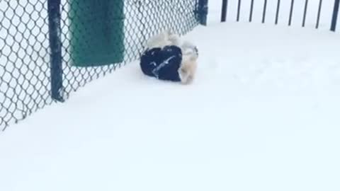 Excited puppy loves to roll around in the snoww