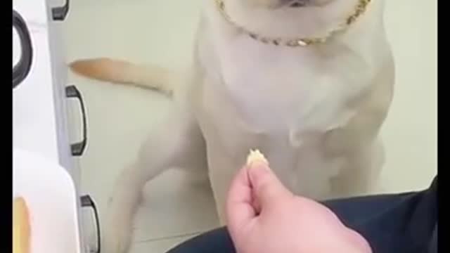 Funny Dog Videos part-1..!