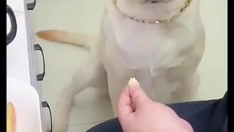 Funny Dog Videos part-1..!