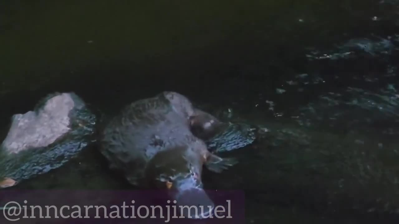 The Unique and Fascinating World of the Platypus in AUSTRALIA