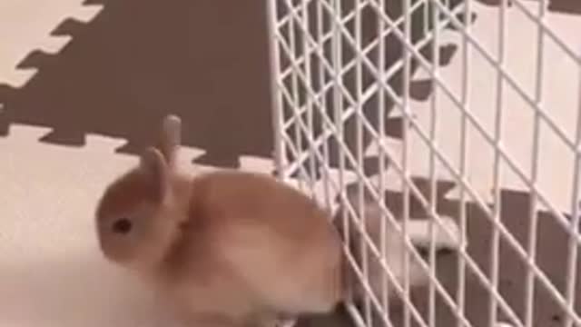 Cute cuddly bunnies tiktok compilation!!!!