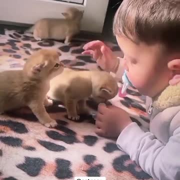 A boy playing with some kittens is spectacular