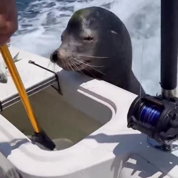 Seal wants a bigger fish