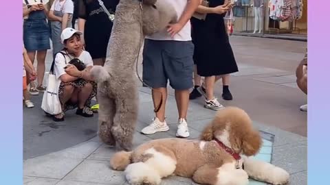 Funny dog l cutest dog l #shorts