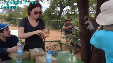 Funny Monkeys Stealing