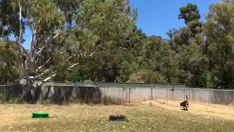 Dog Play ground | Funny Dog