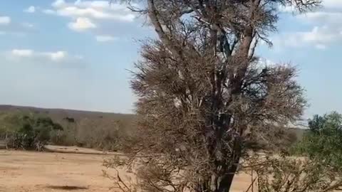 brutuall animal fight