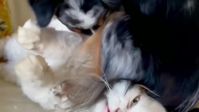 Funny cat new video funny dog 🐕 new video