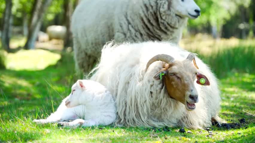 Ovelha Animal Estoque Borrego Branco Lã Bonitinho