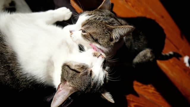 Cat wakes up kitten in epic shelf collapse