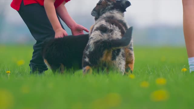 Children and dog