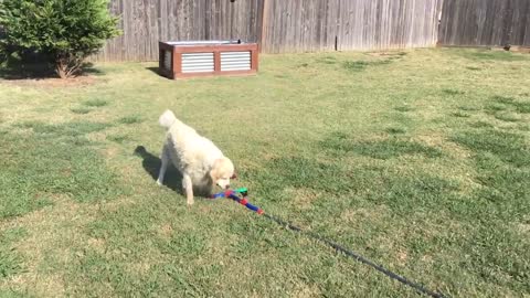 Perros saben exactamente cómo vencer el calor de Texas