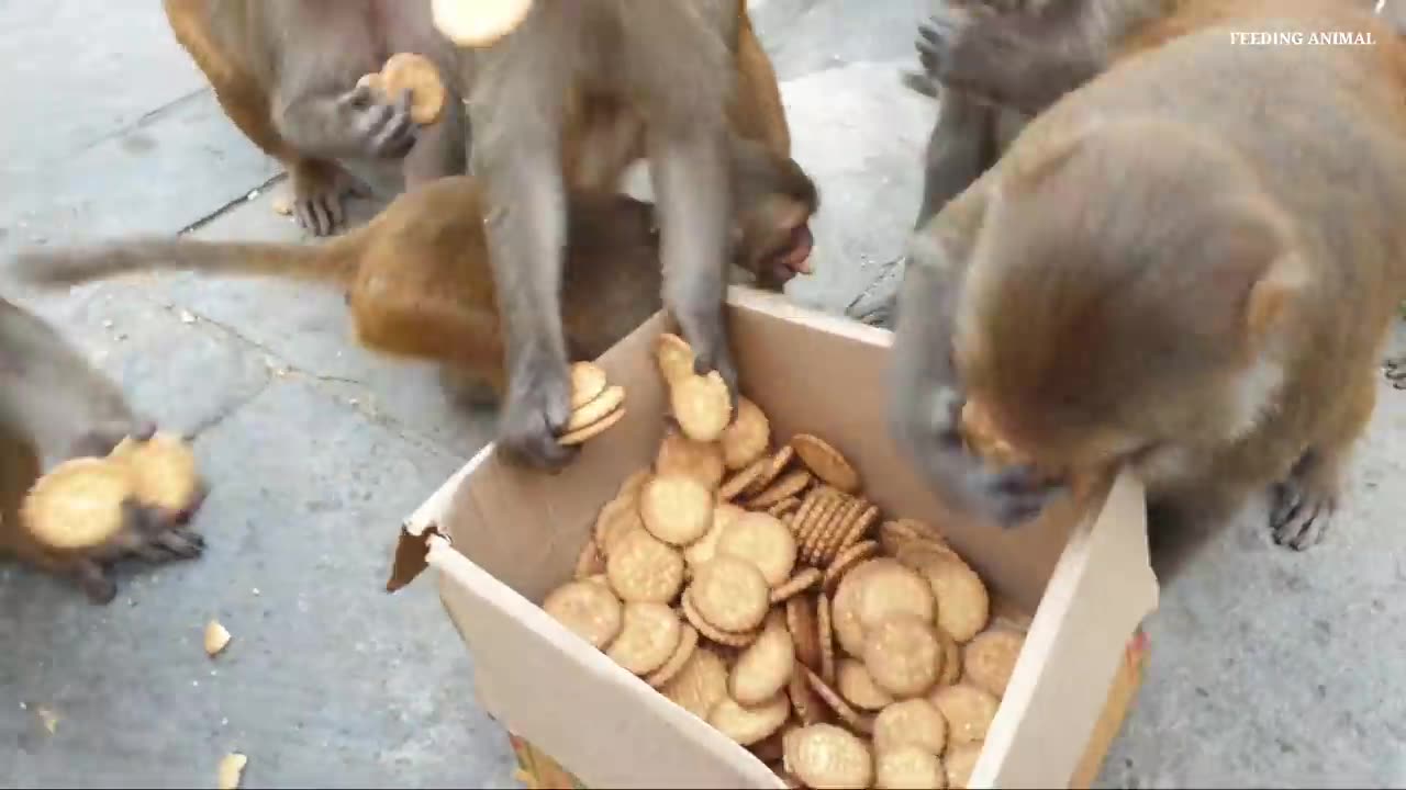 monkeys feeding