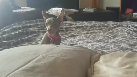 Music brown dog running in circles on bed