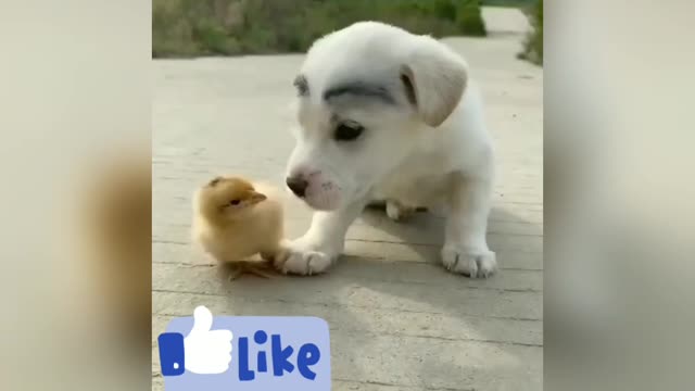 Dog ka behtarin video