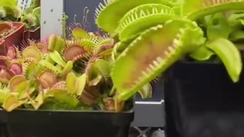 Carnivorus Plant Almost Smashes The Huge Prey #shorts #rumbleshorts #shortsvideo