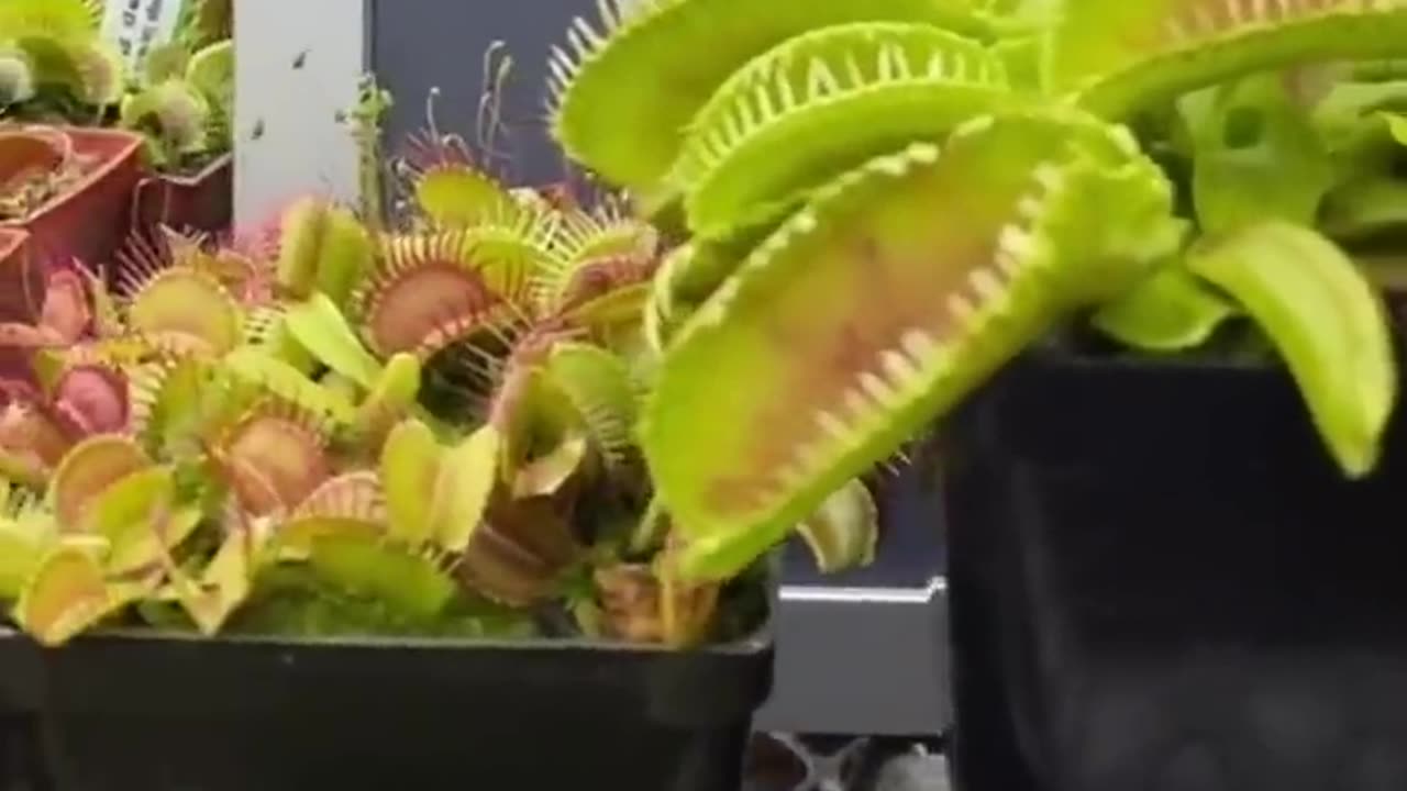 Carnivorus Plant Almost Smashes The Huge Prey #shorts #rumbleshorts #shortsvideo