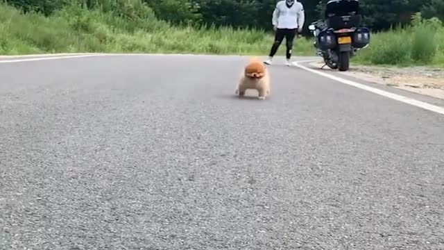 WOW! Maybe it's a robotic toy? | Funny dog | Cute and funny pets