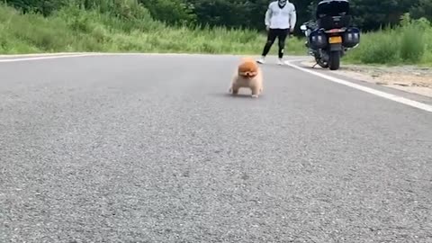 WOW! Maybe it's a robotic toy? | Funny dog | Cute and funny pets