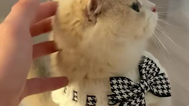 治愈猫咪